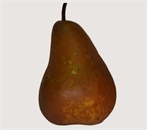 Beurre Bosc Pear