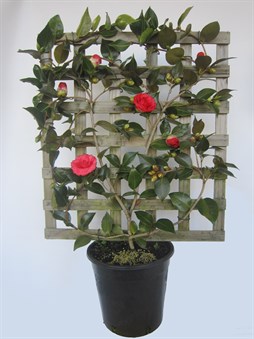 Espalier Camellia Red Red Rose