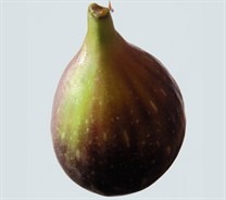 Black Genoa Fig